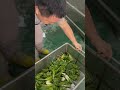 Commercial Bubble Vegetable Washing Machine for Leafy Greens, Roots#washingmachine #vegetables