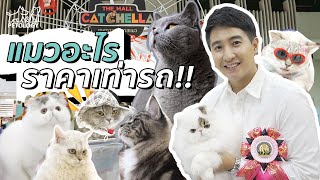 แมวอะไรราคาเท่ารถ!! สุดยอดการประกวดแมวที่งาน Catchella | Petology Media