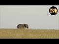 safariLIVE - Sunset Safari - February 26, 2019