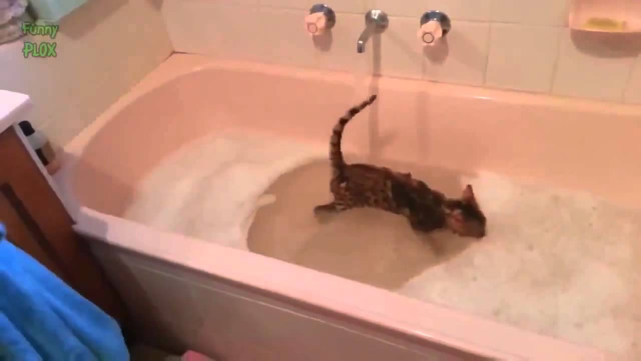 Кот в ванне говорит нормально. Кот в ванне. Коты купаются в ванной. Кошка плавает в ванной. Коты которые любят купаться.