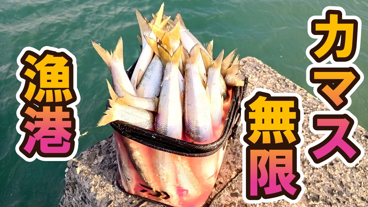 【TMUR港】良型のカマスが入れ食いとの情報に釣られて行ったら普通に大爆釣しちゃったヤツの動画