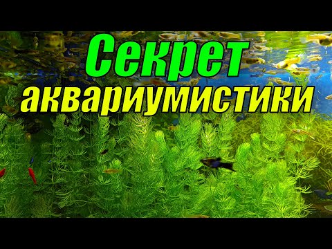 Видео: "ГЛАВНЫЙ" СЕКРЕТ аквариумистики!