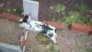 The bunny jumpers-the movie