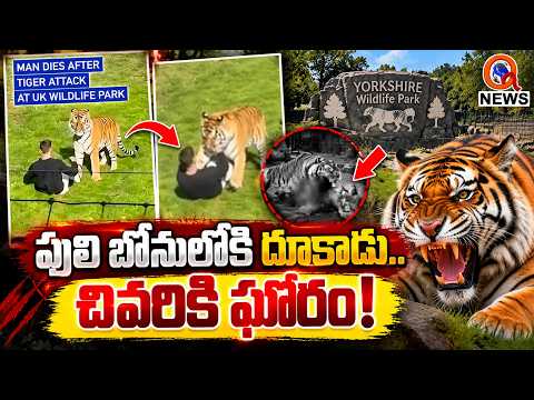 Playing with Tigers... Ends in Tragedy! | Qnews