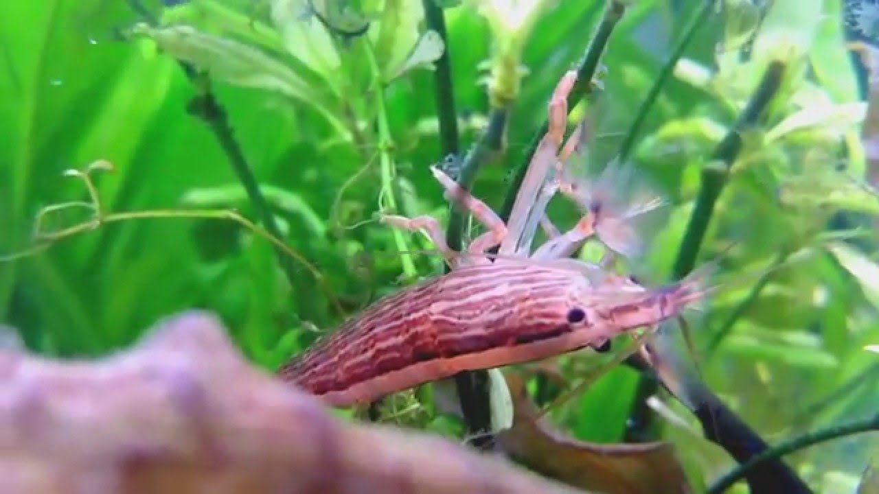 Bamboo Shrimp Filter Feeding - Freshwater Shrimp - Community Fish Tank 