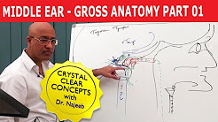 Anatomy of Middle Ear - YouTube