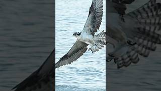 Expert Osprey Snatches Fish Right From the Surface of the Water
This is an amazing example of why ospreys are perfect anglers. This bird didn’t come crashing violently into the water, it snatched a single fish from the surface with both sets of talons. That’s impressive. Good job Osprey and glad I’m not a fish. Expert Osprey Snatches Fish Right From the Surface of the Water
