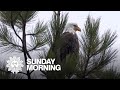 Nature: Bald eagles in Idaho