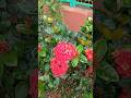 #beautiful flowers#flowers short video# viral video#natural flower#Hindi song#song
