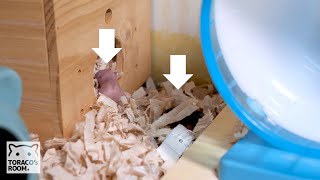 放置されるハムスターの赤ちゃん。【ジャンガリアンハムスター】/Hamster baby left behind.