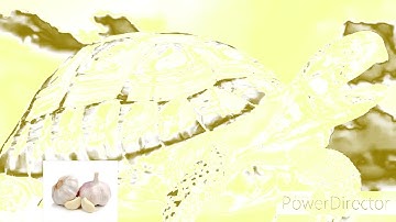 Lonely Goomba SpongeBob Theme Intro In GarlicChorded