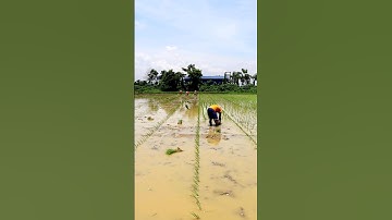 Paddy Transplanting in a Different Method #shorts