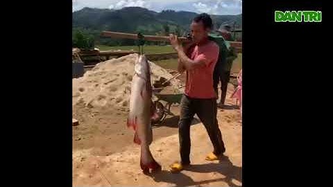 Câu được 2 con cá lăng đuôi đỏ nặng 30 kg ở lòng hồ Sê San