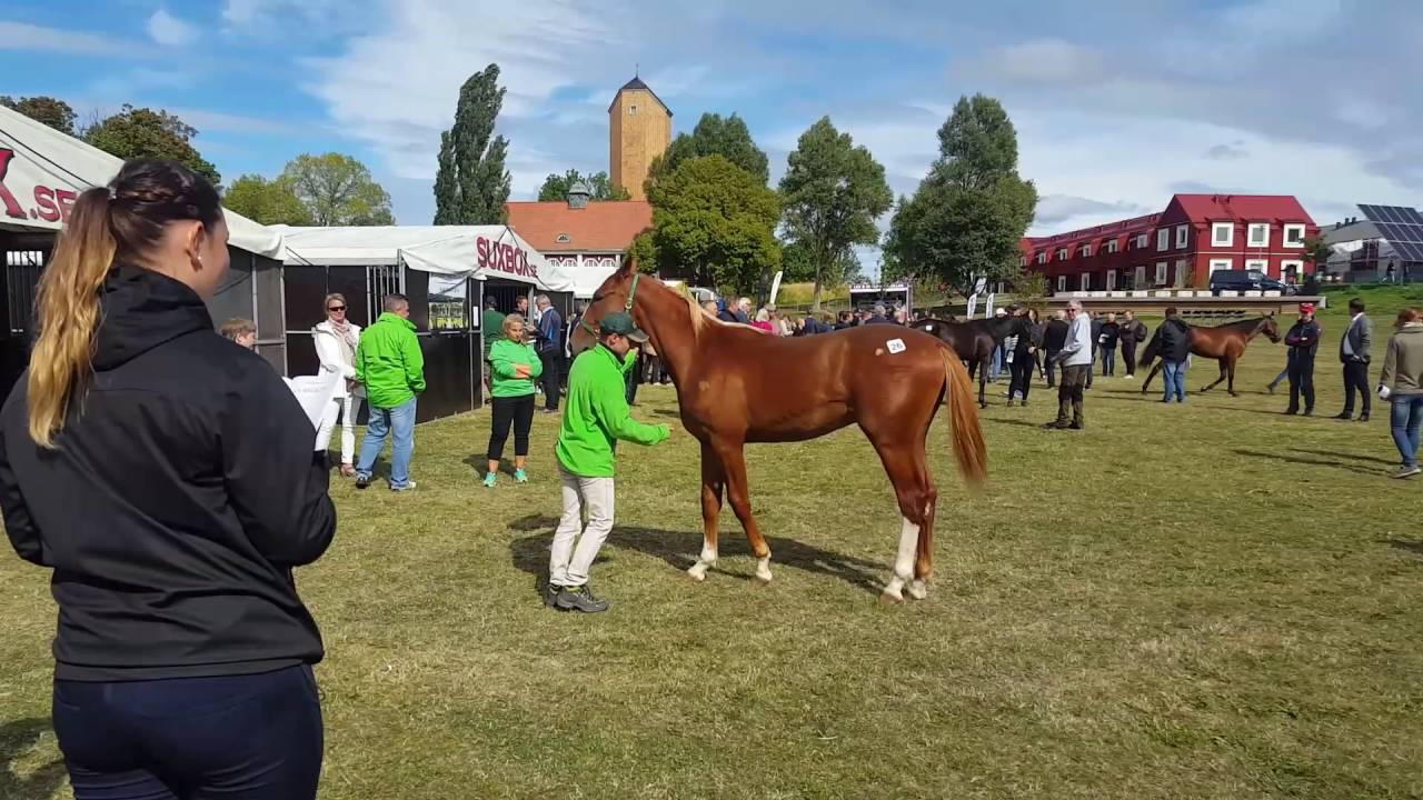 Horse sales in Sweden YouTube