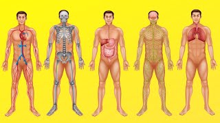 Cómo Funciona El Cuerpo Humano? Digestión, Circulación, Respiración Y Otros Sistemas