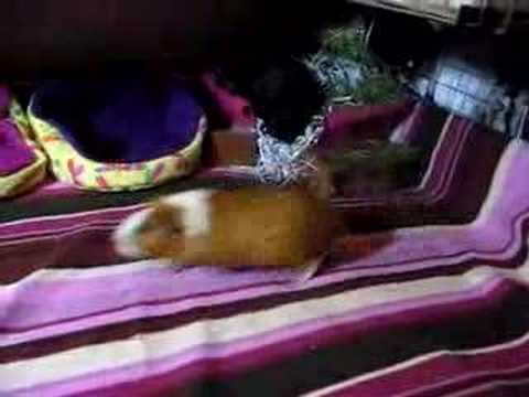 Guinea pigs explore!