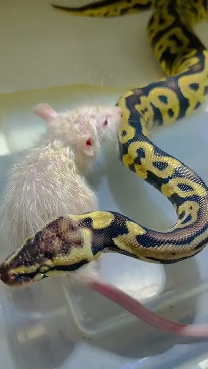 LEOPARD BALL PYTHON VS HUGE RAT!!! LIVE FEEDING RAT VS SNAKE WHO WILL ...