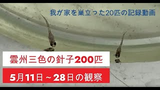 雲州三色の針子が200匹孵化しましたので毎年恒例の針子過密飼育を開始しました