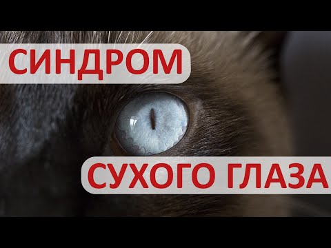 Видео: Синдром сухого глаза у кошек