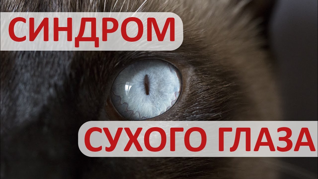 У питомца воспалились глаза. Что делать с синдромом сухого глаза?