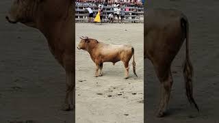 FIESTAS DE CANARA 2023 #montadetoros #bull #animals #toros #travel #torospopulares #animales #cow