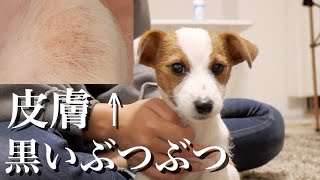 子犬のお腹にある黒ぶつぶつの正体がわかりました/ジャックラッセルテリア/多頭飼い