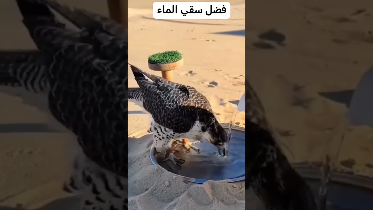 9 سبتمبر 2026