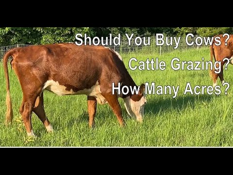 Wideo: Czy krowy mogą być napiwkami?
