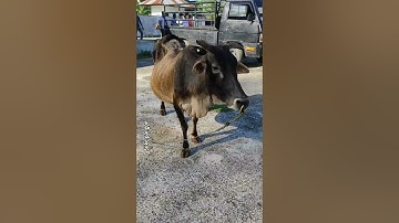 sapi lucu l sapi moo l lembu joget l cow video