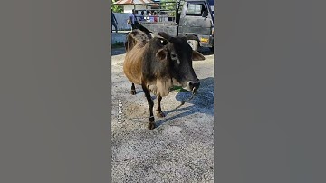 sapi lucu l sapi moo l lembu joget l cow video