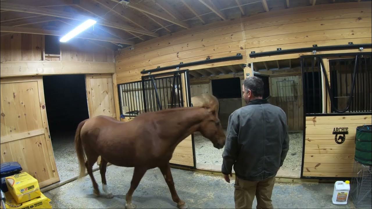 Horse nickering YouTube