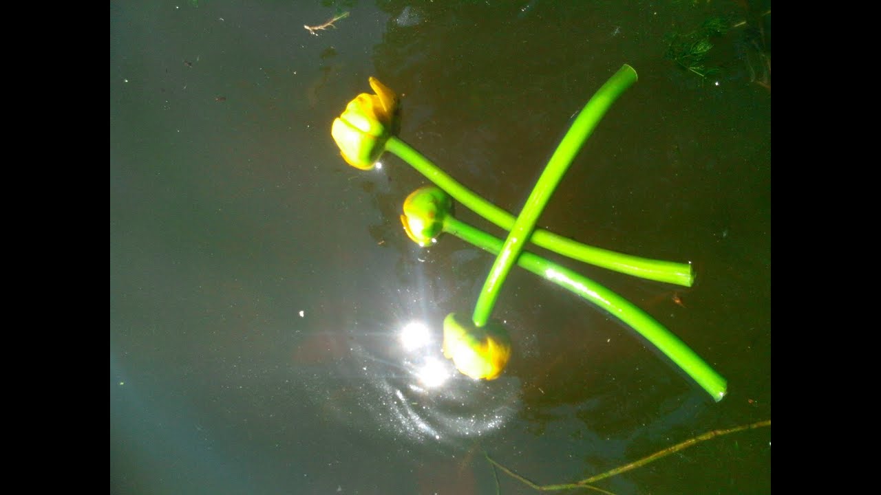 Днепровские Пороги. Чуден Днепр при тихой погоде!!! ЧАСТЬ 2-я. - YouTube