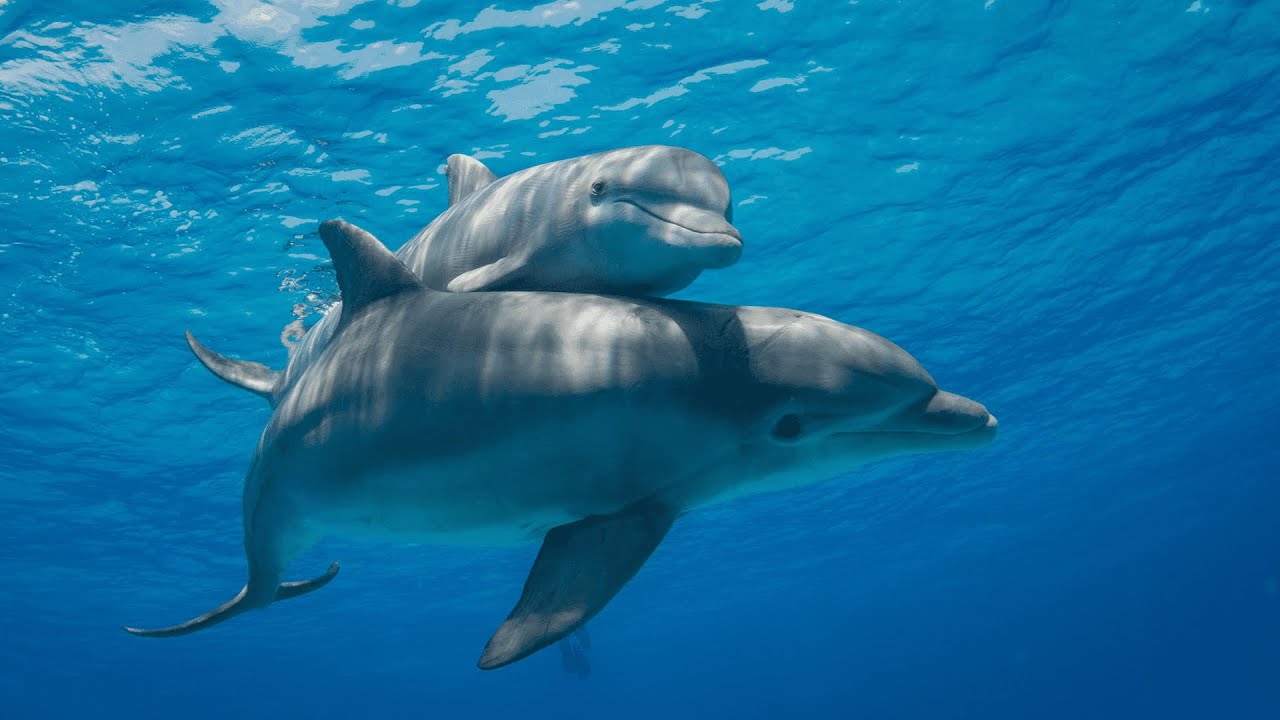 Delfin | Ich kenne ein Tier | SWR Kindernetz