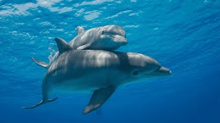 So klingt eine &quot;Unterwasser-Unterhaltung&quot; von Delfinen
