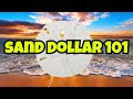 SAND DOLLAR Hunting 101 PRO TIPS to Boost Your Success Rate mp3
