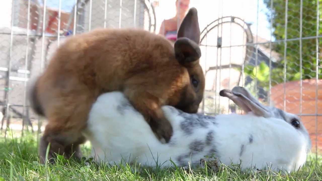 Hunde Poppen Gratis Pornos und Sexfilme Hier Anschauen Hunde Poppen Gratis Pornos und Sexfilme Hier Anschauen