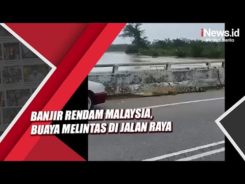 Banjir Malaysia, Seekor Buaya Melintas di Jalan Raya