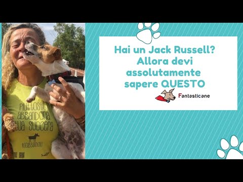 Video: 5 suggerimenti per fermare il tuo Jack Russell Terrier da scavare