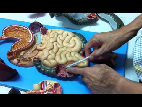 Video Giải phẫu học: Ống tiêu hóa - youtube