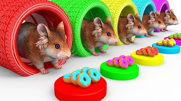 Con Chuột Nhắt Remix 🐭 Meo Meo Chú Mèo Con 😸 Nhạc Thiếu Nhi Sôi Động