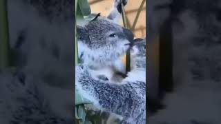 Cute koalas 😍