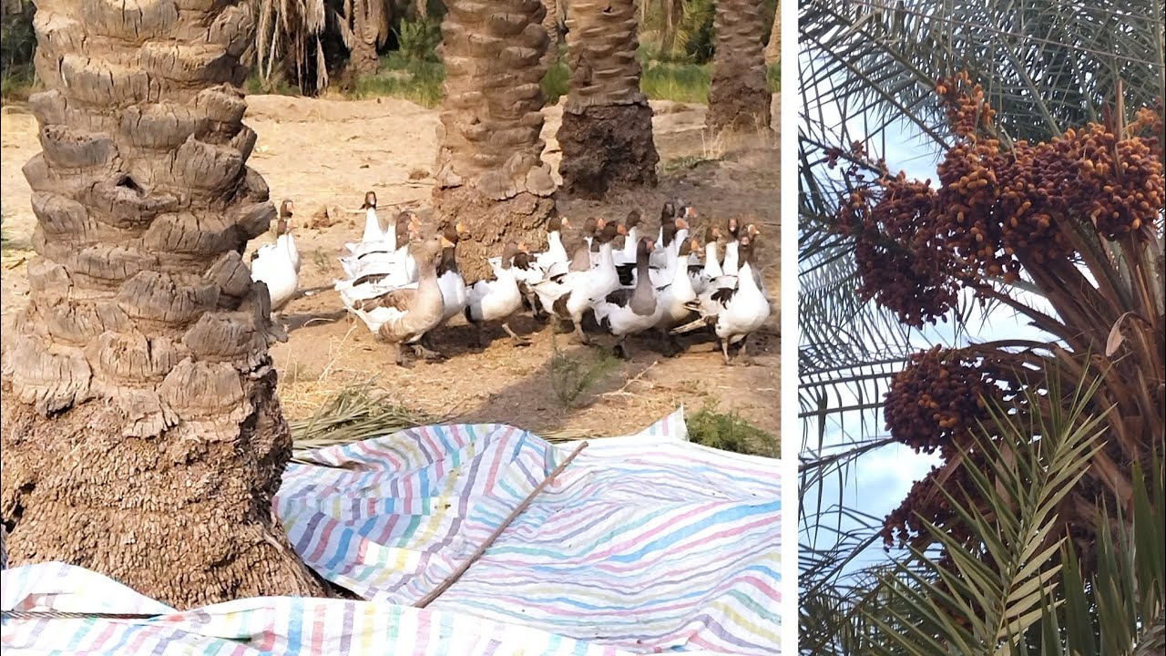 حصاد النخيل 🌴 في أجواء ريفيه جميله وبجانب الطيور والابقار