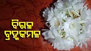 Rare Brahma Kamal Flowers Bloom In Backyard Of A Phulbani Resident