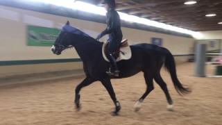 Lycos Flatwork