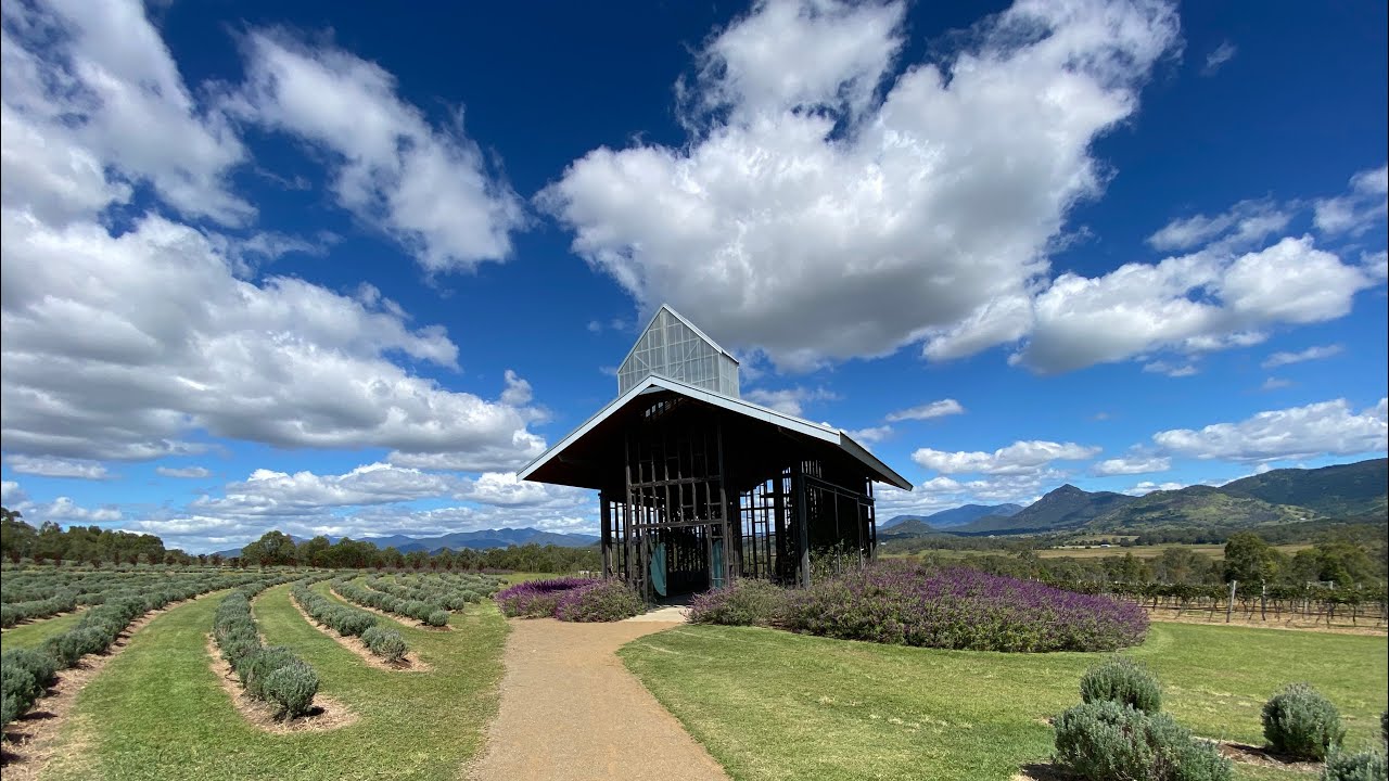 Lavender Farm & Vineyard  Vlog 