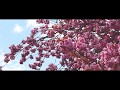 Phoria - RROTOR