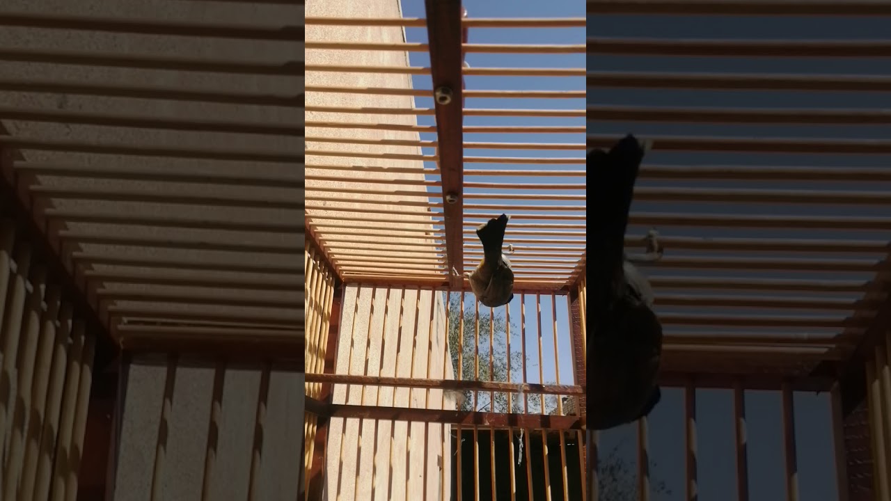 ندهات اوطياريات فتح بلابل خامات الاتنسو الاشتراك اب قناتي يصلكم كل شيء جديد