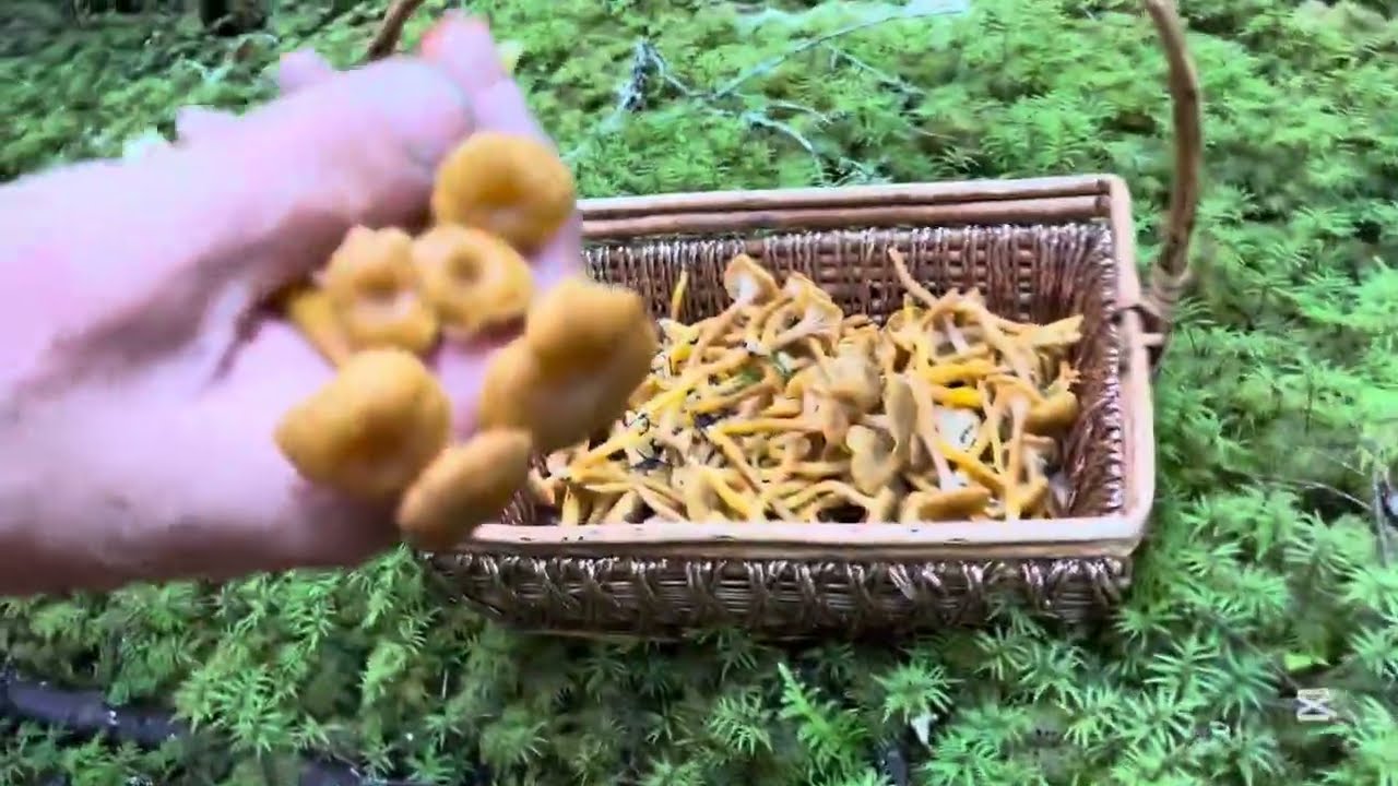 Hái Nấm Chân Vàng Giòn Ngon Ngọt Ở Rừng Canada 🇨🇦 |Yellow Foot Chanterelle 