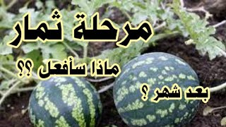 سر زراعة بطيخ أحمر الدلاح أهم مرحلة تزهير البطيخ بداية بداية تكون البطيخ