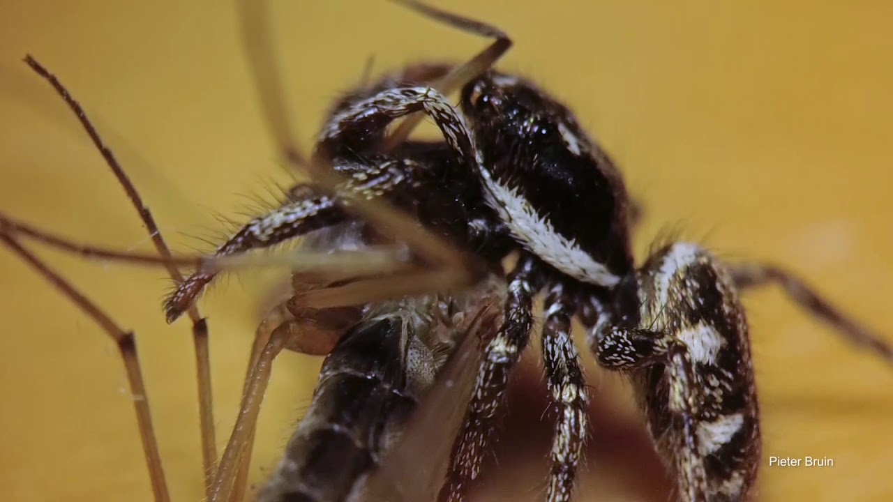 Zebra Back jumping spider (Salticus scenicus)